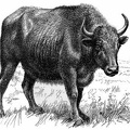 Half-breed (Buffalo-Domestic) Cow