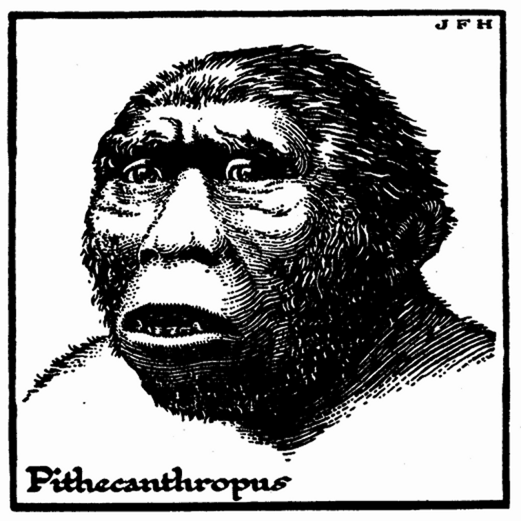 The Sub-Man Pithecanthropus.png