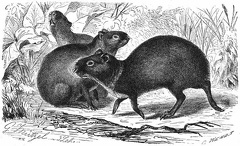 Red-Rumped Agouti