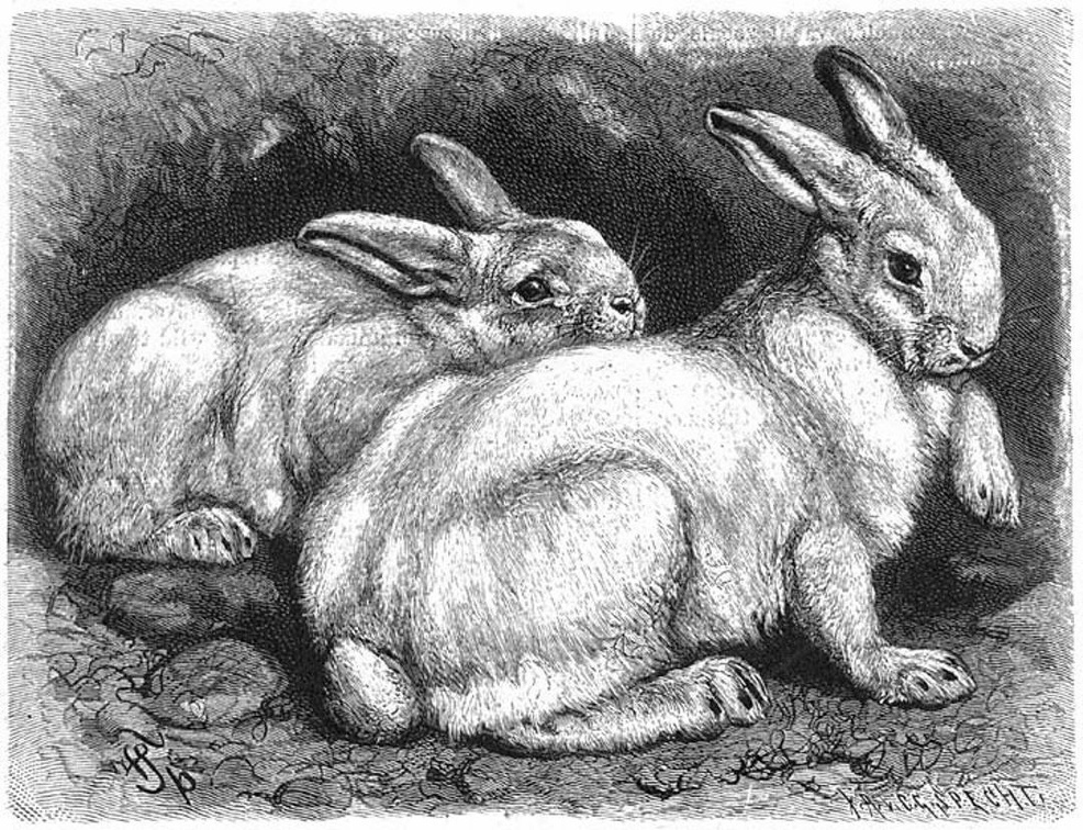 Alpine hare or Snow Hare