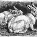 Alpine hare or Snow Hare