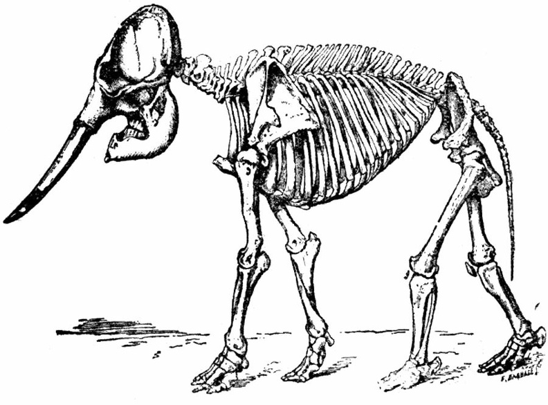 Skeleton of Indian Elephant.jpg