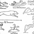 Various representations of the gallop