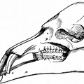 Palæomastodon