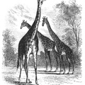 3 Giraffe