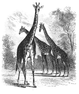 3 Giraffe