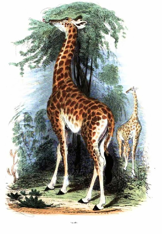 Giraffe Eating.jpg