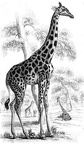 Giraffe group