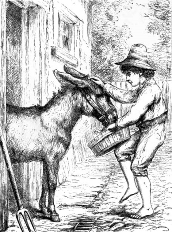 Boy feeding donkey