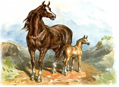 Brown horse and foal