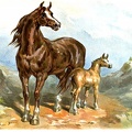 Brown horse and foal