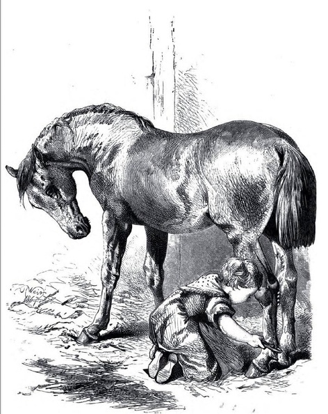 Child looking after horse.jpg