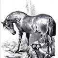 Child looking after horse