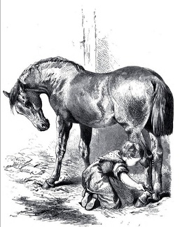 Child looking after horse