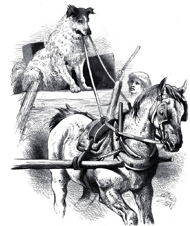 Horse and cart with dog driver.jpg