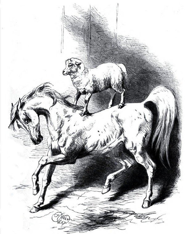 Horse and sheep show.jpg