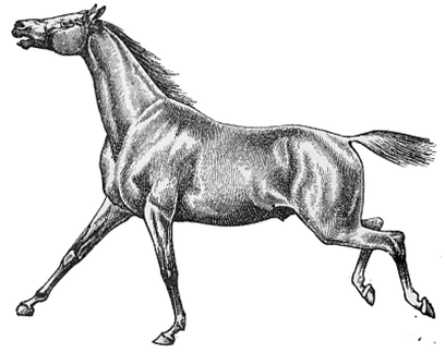 Horse cantering