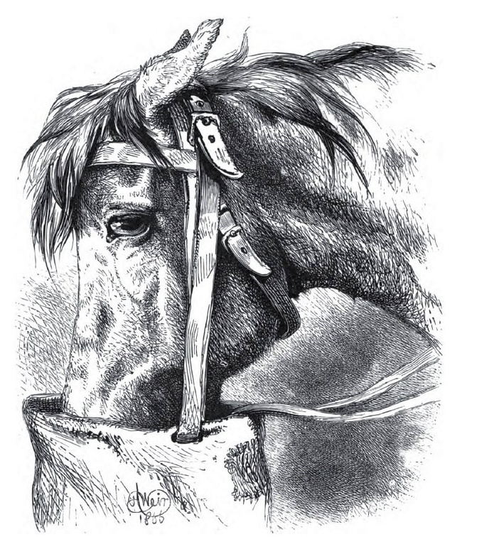Horse with feedbag
