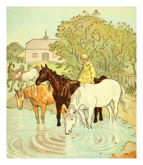Horses Drinking