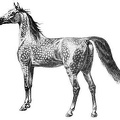 Speckled horse