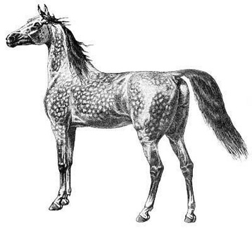 Speckled horse