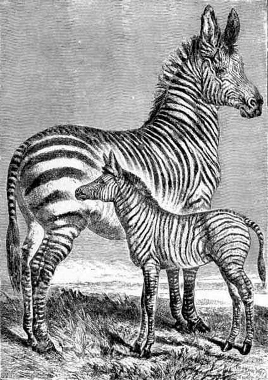 Zebra with young