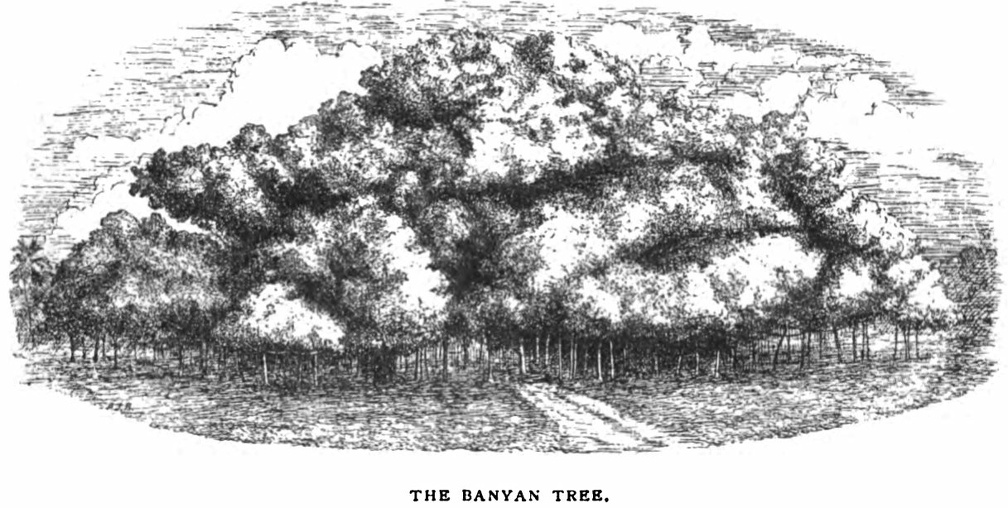 The Banyan Tree.jpg