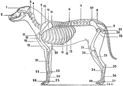 Skeleton of the Dog