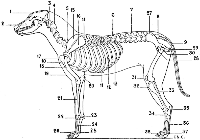 Skeleton of the Dog