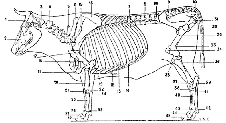 Skeleton of the Ox.png