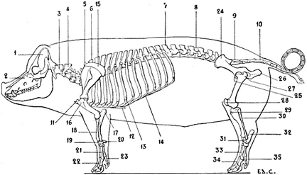 Skeleton of the Pig