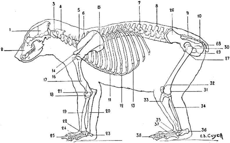Skeleton of the Bear.png