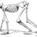 A Human Skeleton in the Attitude of a Quadruped