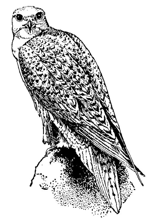Greenland Falcon.png