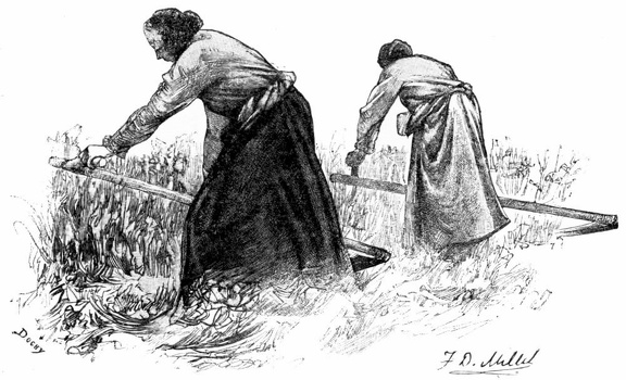 Peasant Girls Mowing