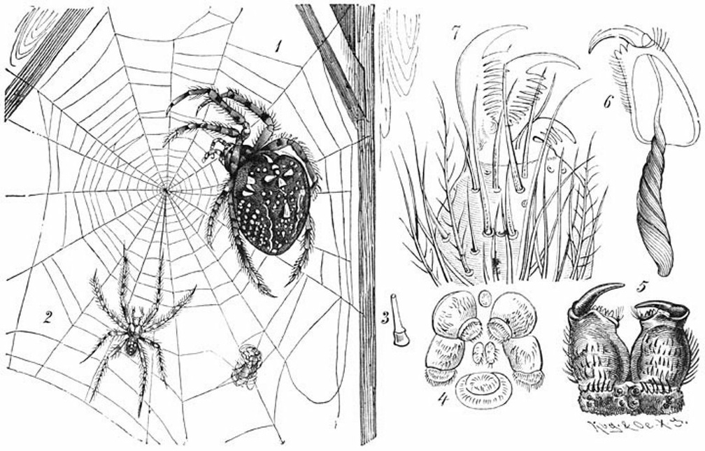 Garden spider.jpg