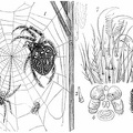 Garden spider.jpg