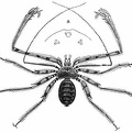Long-armed Tarantel Scorpion.jpg