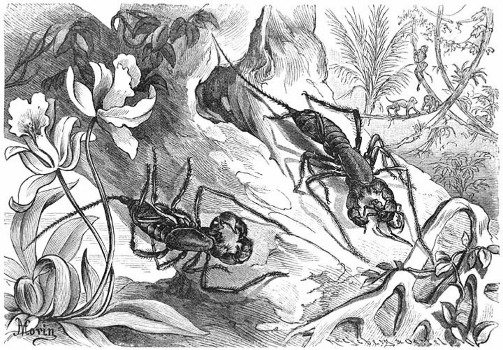 Long-tailed thread scorpion
