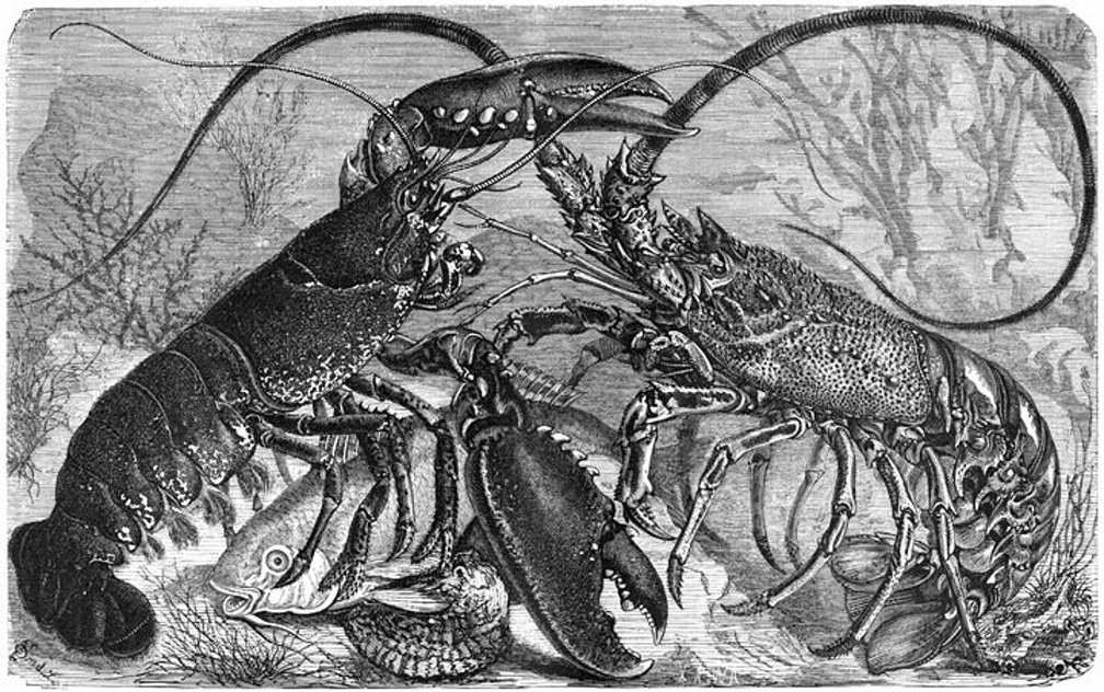 Common Lobster.jpg
