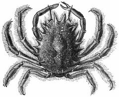 Great Sea Spider