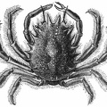 Great Sea Spider