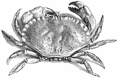Sea crab