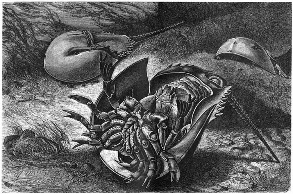 Atlantic horseshoe crab.jpg