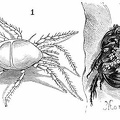 Beetle louse