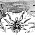 Wandering Crab Spider