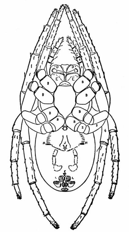 The common round-web spider, Epeira vulgaris of Hentz (Under Side)