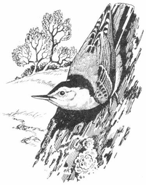 White-breasted Nuthatch.jpg