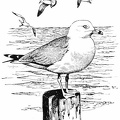 Ring-billed Gull
