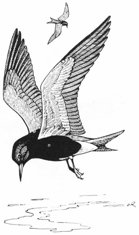 Black Tern.jpg